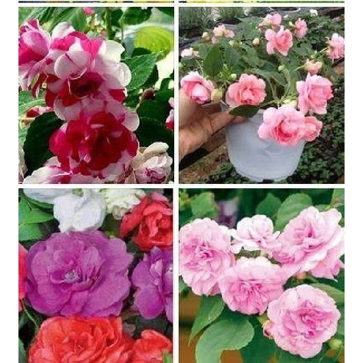 Hạt giống hoa ngọc thảo cánh kép mix màu - gói 5 hạt TẶNG gói kích thích hạt nảy mầm