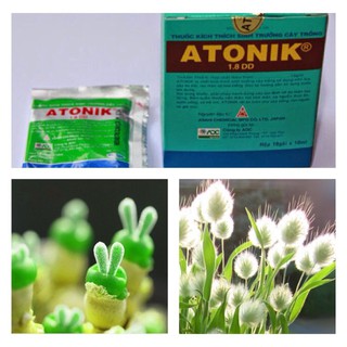 Cung Cấp -10k Combo cây tai thỏ + cỏ đuôi thỏ hạt đẹp