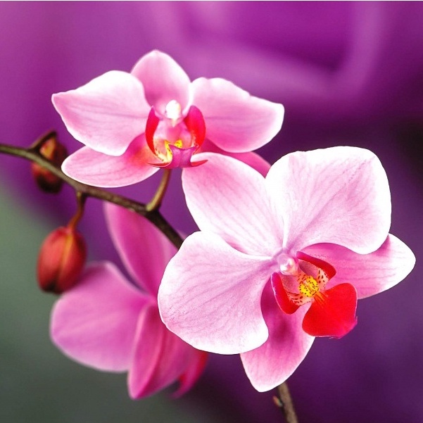 Phân Hữu Cơ Kích Ra Hoa Dùng Cho Lan