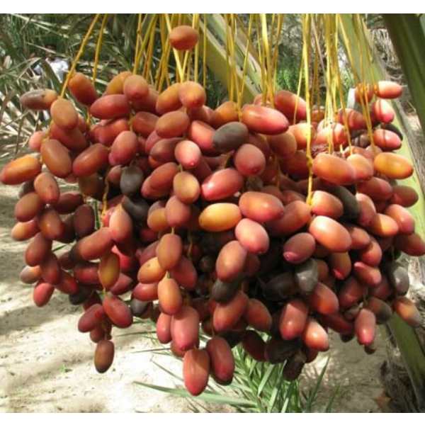 Chà Là sấy không đường 500Gr