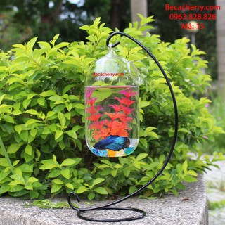Bể cá mini C33 -15 (bình dưa 20cm)