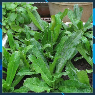 HẠT GIỐNG NGÒ GAI ( MÙI TÀU )