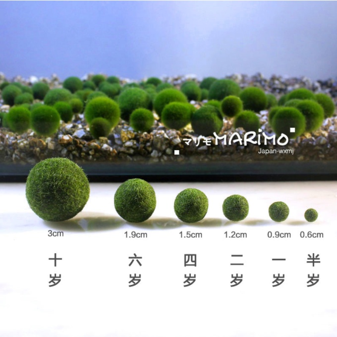 Tảo cầu hạnh phúc Marimo cho các bạn thả bể thủy sinh trang trí bàn làm việc, DIY