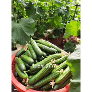 dưa chuột chùm kichi 207
