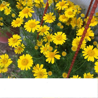 Hạt Giống Hoa Cúc Sao Băng