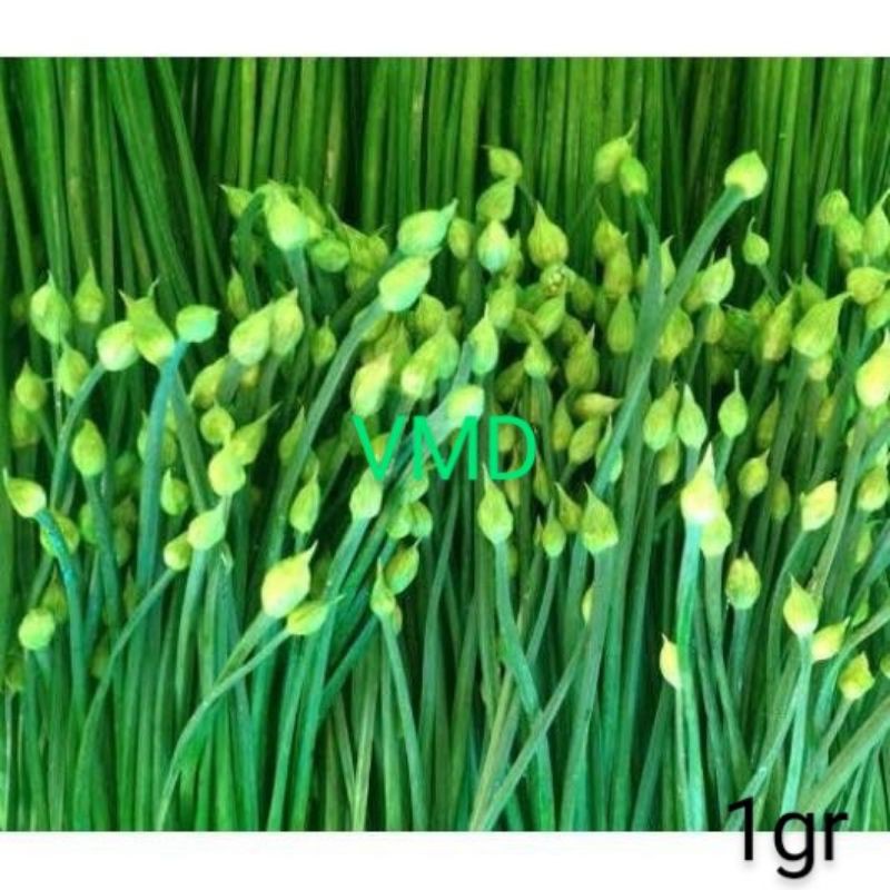 Hạt giống Hẹ Ăn Bông