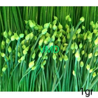 Hạt giống Hẹ Ăn Bông