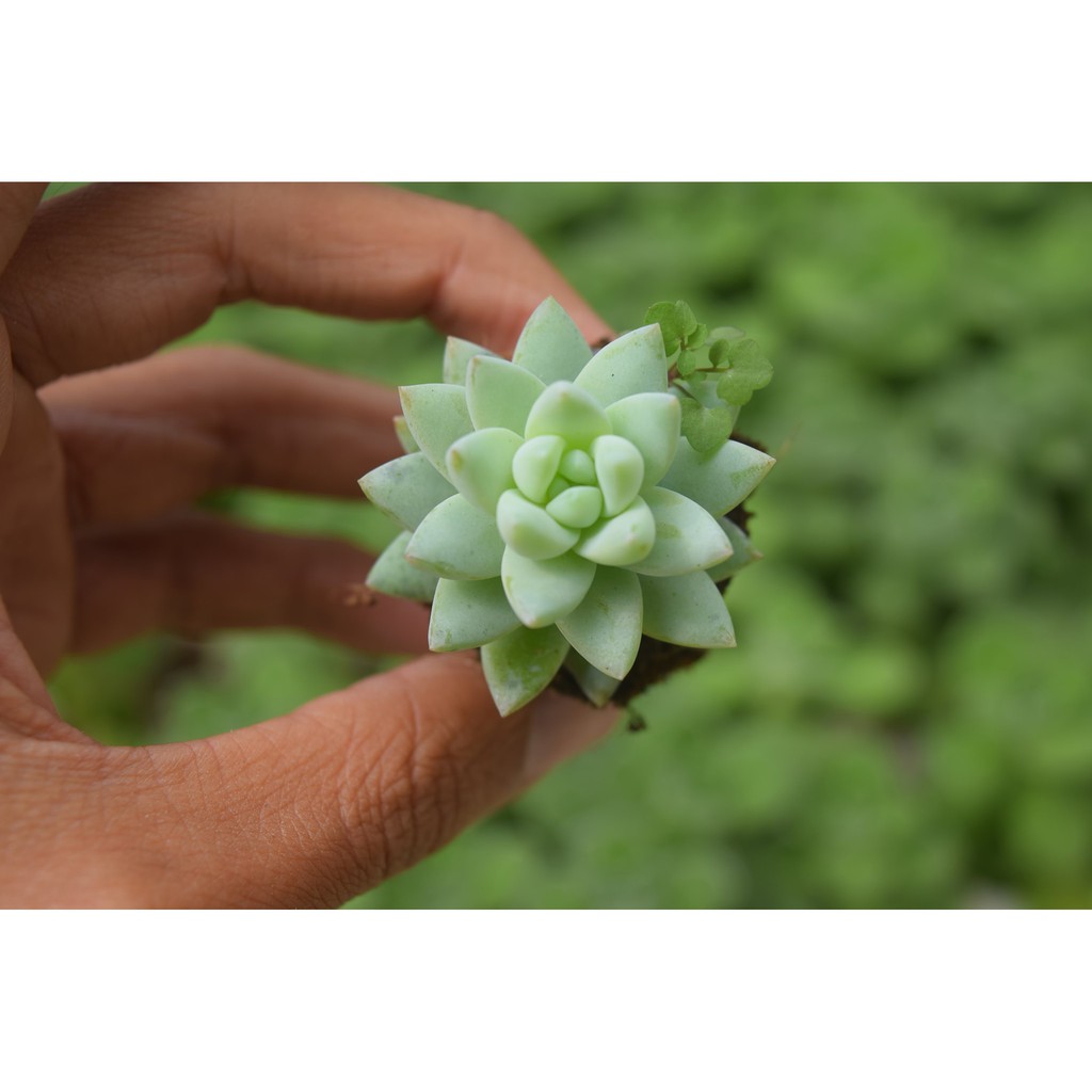 sen đá ngọc đứng trắng mini 2-4cm