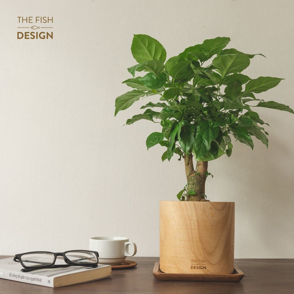 Chậu cây hạnh phúc thân gỗ | THE FISH SIZE L (trang trí trong nhà, để bàn làm việc,...)