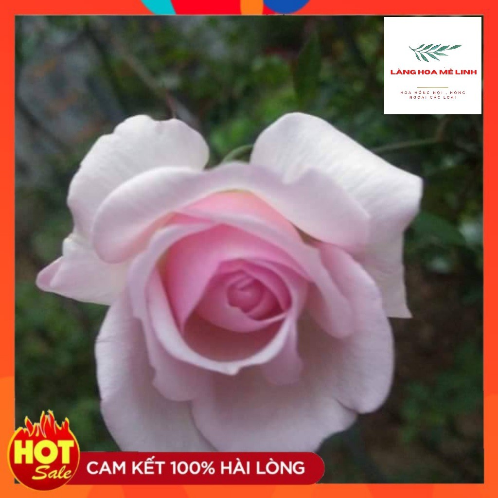 Hoa Hồng Cổ Vân Khôi [️ MÙI THƠM NHẸ DỊU️] giống hoa hồng bụi, cánh kép, màu phấn hồng, bông chùm, hương thơm dễ chịu,