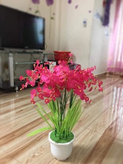 10 bó lan vũ nữ