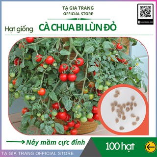 Hạt giống cà chua bi lùn đỏ (cà chua bonsai) - Gói 100 hạt