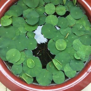 Sen Nhật Mini Đã Cắt Đầu Hạt