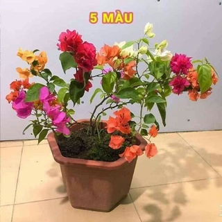 hoa  giấy  5mau