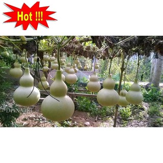Hạt giống Bầu hồ lô (lớn, tí hon)