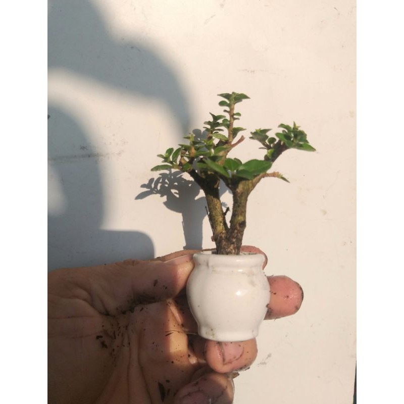 Sam Hương bonsai siêu mini