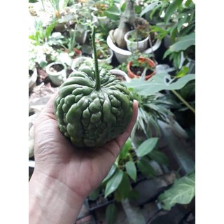 [F1] Hạt giống mướp đắng trái tim