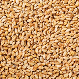 2kg hạt lúa mì (lúa mạch) vàng, hạt đẹp tỉ lệ nảy mầm cao.