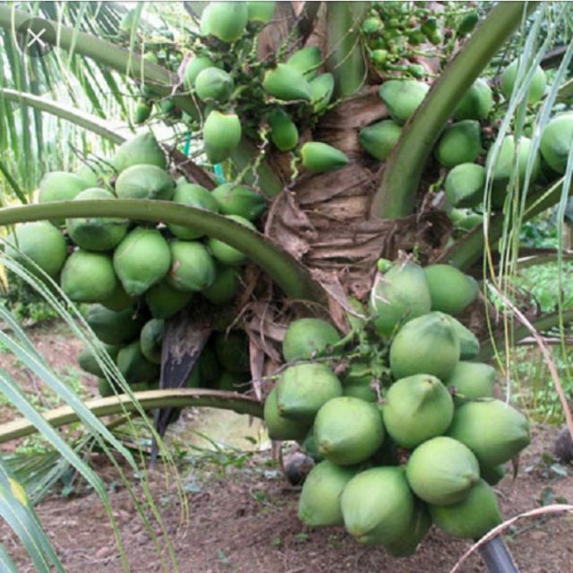Cây giống dừa xiêm lùn