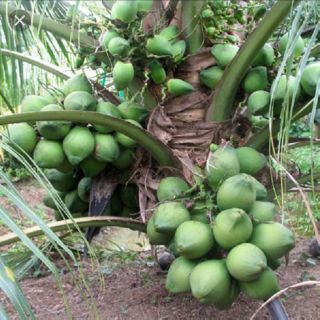Cây giống dừa xiêm lùn