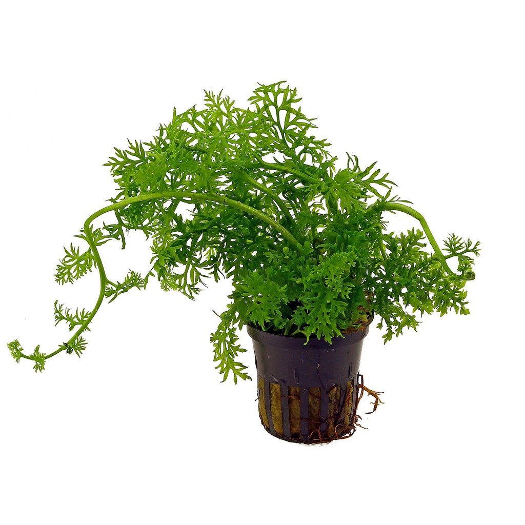 Cây thủy sinh Gạc Nai