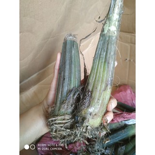 địa lan hạc đỉnh củ đẹp