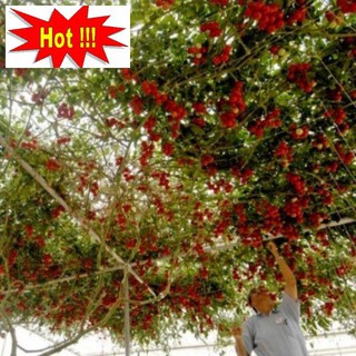 Cà Chua Bạch Tuộc ( Cà chua leo giàn) 30 hạt