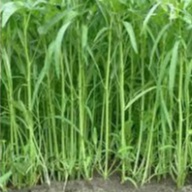 Hạt giống rau muống thái (tặng kèm phân)
