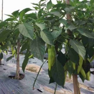 Chế phẩm EM trị vàng lá thối rễ