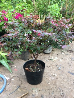 Cây Hồng phụng hoa đỏ rực