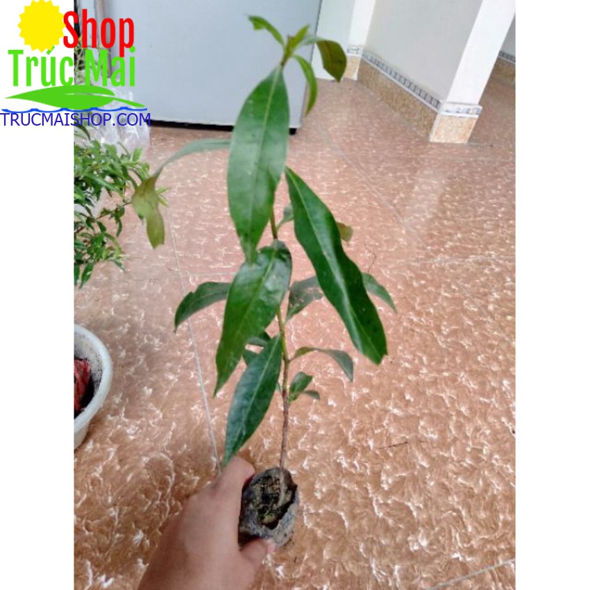 Cây vối giống Hàng Việt Nam