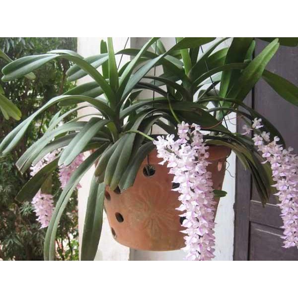 Hoa lan đuôi sóc hàng rừng