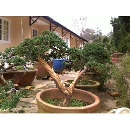 CHẬU CÂY TÙNG XÀ  SIÊU ĐẸP