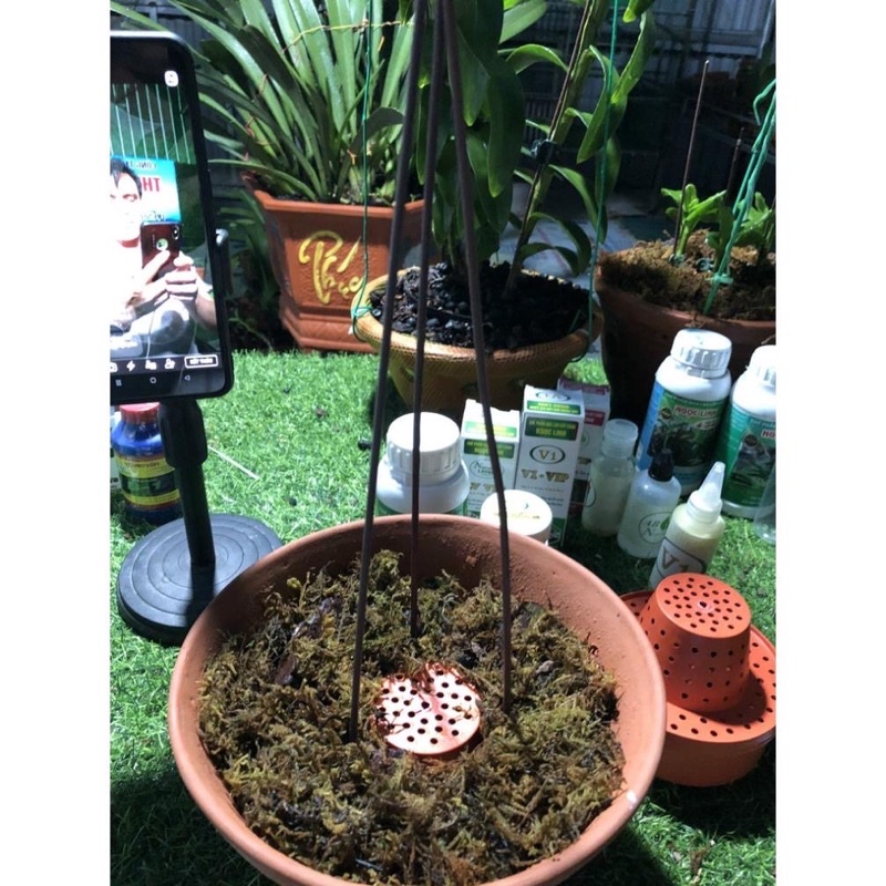 Cốc điều hoà sinh trưởng lan_ ảnh thật sắn kho
