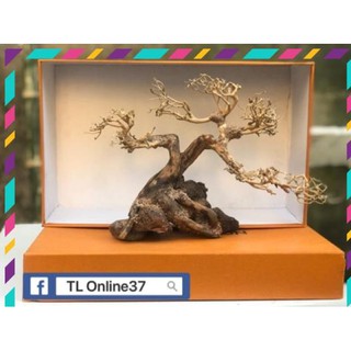 [Siêu Rẻ] Bonsai mini bể cá để bàn D28xC19