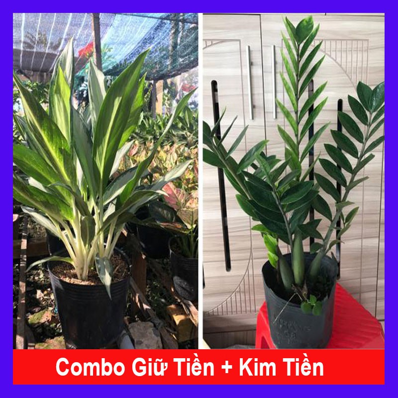 Combo cây phong thủy tiết kiệm ( giữ tiền + kim tiền) tặng phân bón cho cây