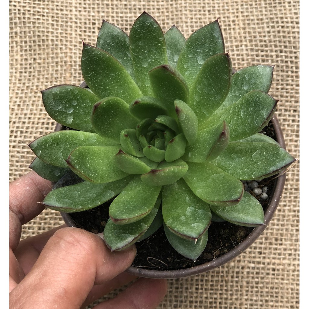 Chậu Sen Đá size vừa SĐ7