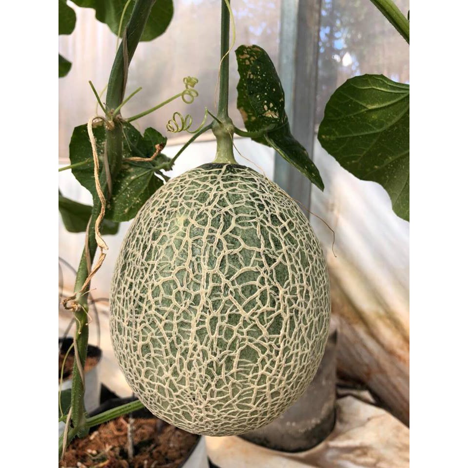 Hạt Giống Dưa Lưới Oval Xanh F1