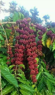 Cafe Mika hạt rang mộc 5kg
