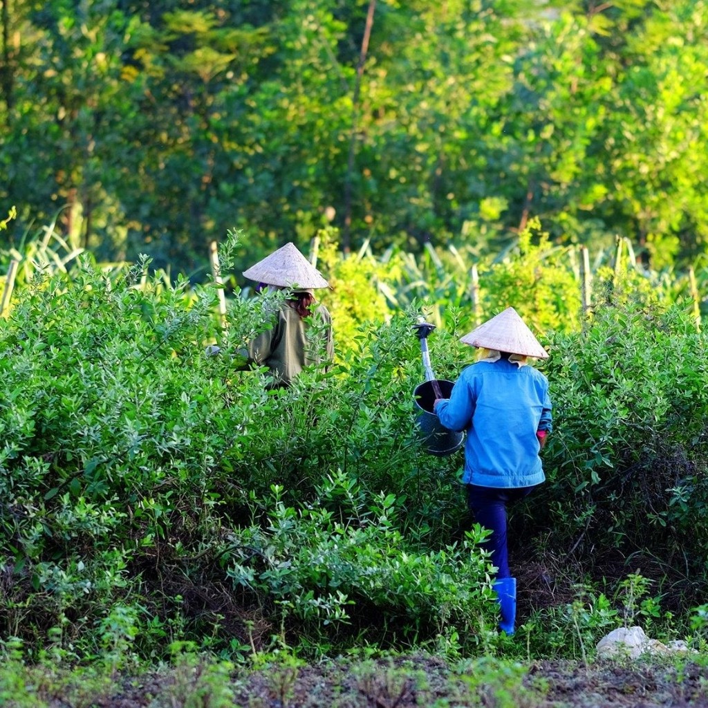 Tinh Dầu Thảo Dược  Tinh Dầu Nguyên Chất Thiên Nhiên 5ml của HTX Sinh Dược  Tràm Trà  Thảo Dược- An Toàn Cho Sức Khỏe