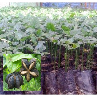 Cây giống: sachi inchi cây siêu thực phẩm mới phủ xanh ban công, trang trại.