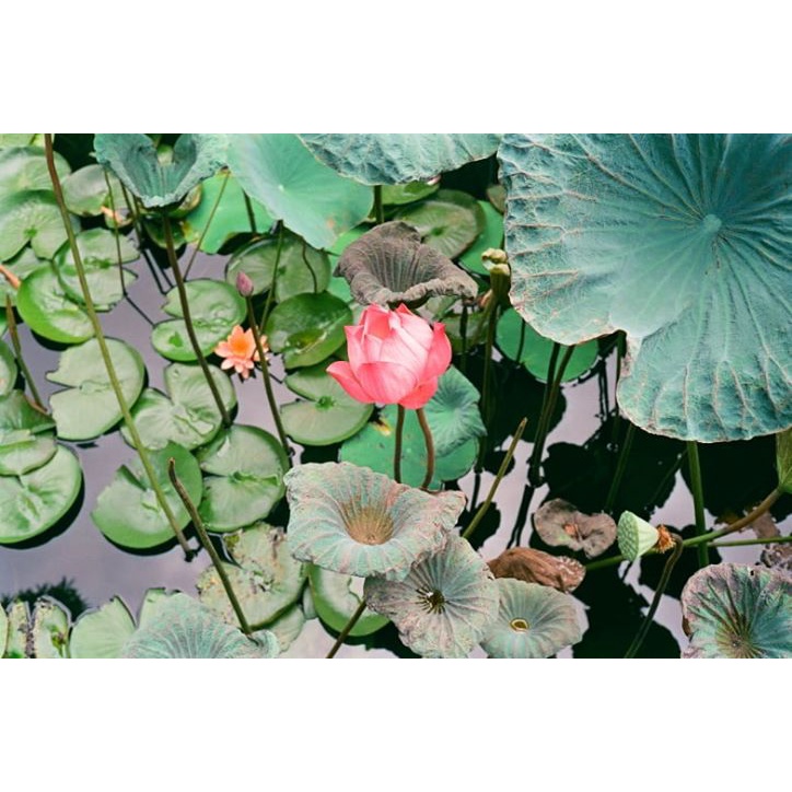 Phim Chụp Ảnh Superia Premium 400 Fuji 27 kiểu DATE 09.2024