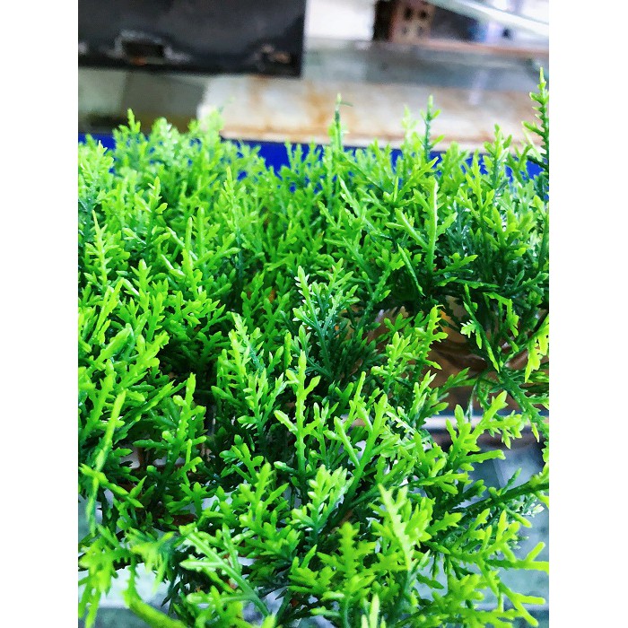 NHÁNH THÔNG GIÁ TRANG TRÍ NHÀ CỬA HỒ CÁ TIỂU CẢNH NON BỘ DÀI 30CM