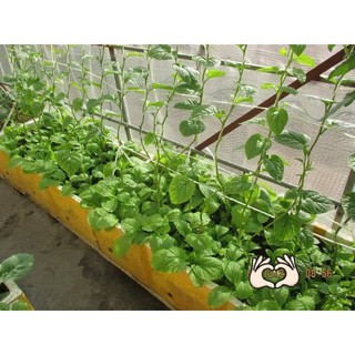 Hạt giống mồng tơi dây leo