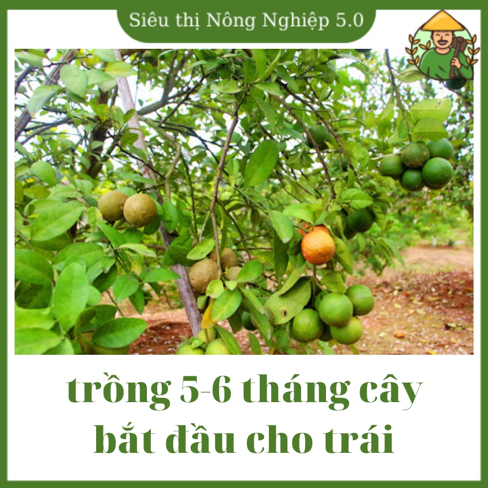 Cây giống chanh đào F1, cây chanh đào cao 60m - 70m, giống chanh đào đại học nông nghiệp 1