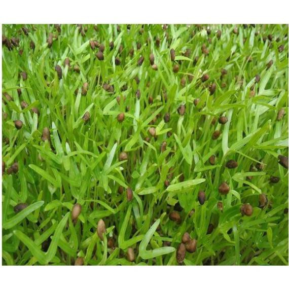 HẠT GIỐNG MẦM RAU MUỐNG - GÓI 40 GRAM