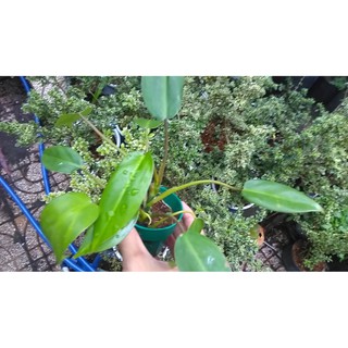 Cây trầu tỷ phú