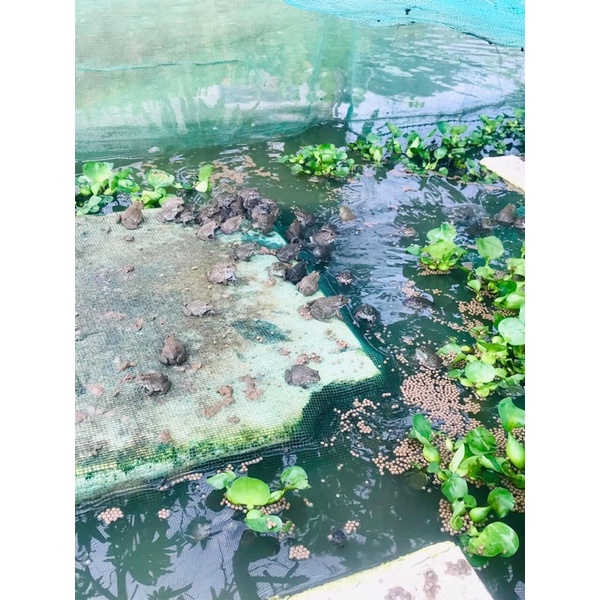 Mùng _Dèo_Vèo_Tráng nuôi cá, ếch 2m x 2m, 2m x 4m, 2m x 3m