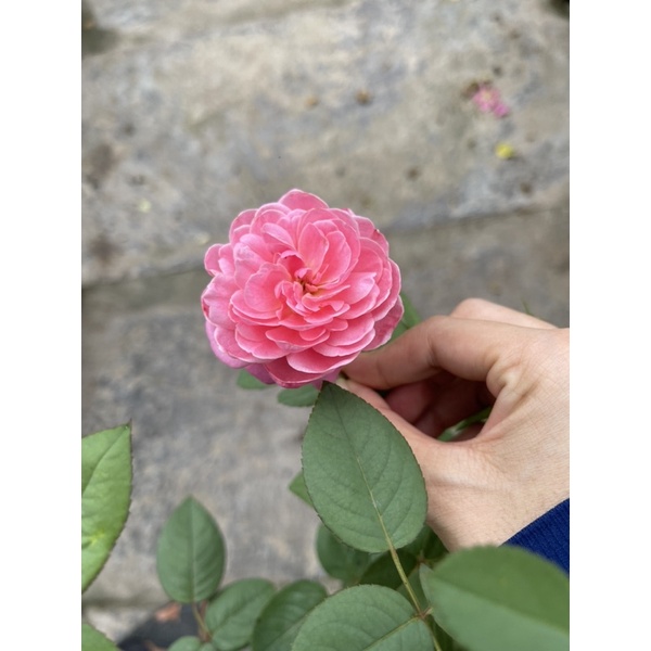 Cây Hồng ngoại Dream Light (hoa thơm, hồng bụi)