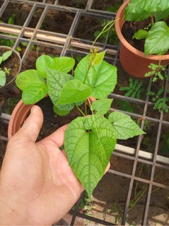 Hạt giống la hán quả